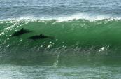 dolphins-surfing-supertubes